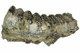 Partial, Fossil Stegodon Molar - Indonesia #149728-4